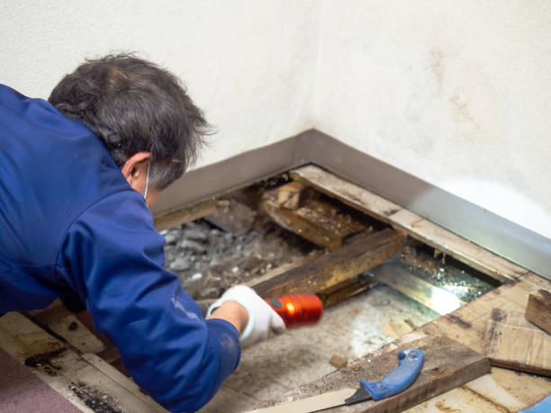 Professional Mold Removal in Muskegon Heights, MI