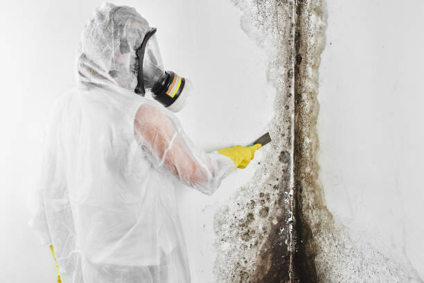 Best Professional Mold Removal  in Muskegon Heights, MI