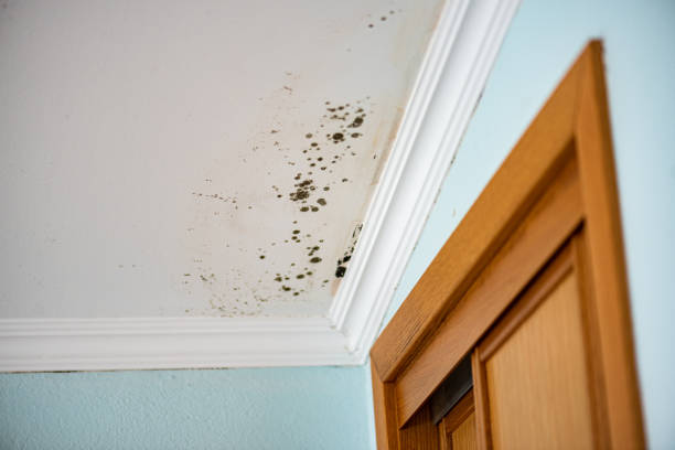 Mold Testing and Removal in Muskegon Heights, MI