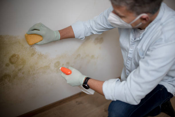 Best Commercial Mold Removal  in Muskegon Heights, MI