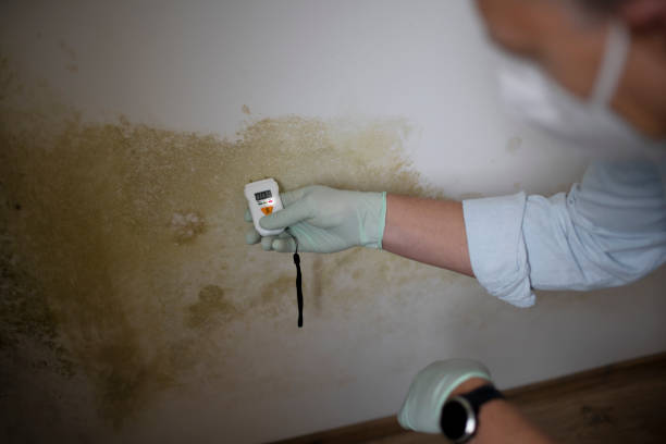 Best Commercial Mold Removal  in Muskegon Heights, MI