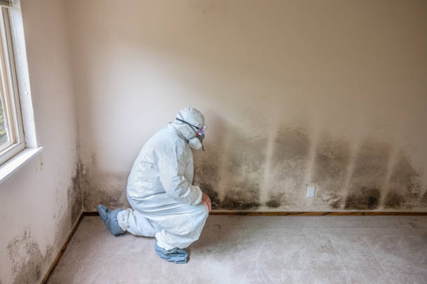 Best Mold Remediation  in Muskegon Heights, MI