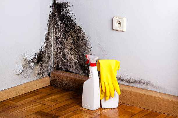 Mold Removal and Inspection in Muskegon Heights, MI