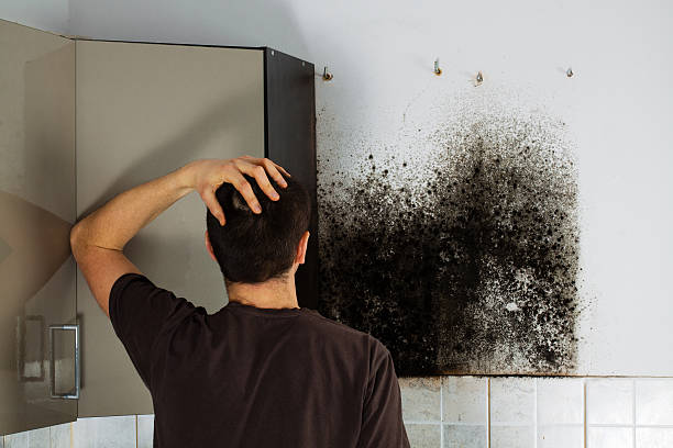 Best Professional Mold Removal  in Muskegon Heights, MI