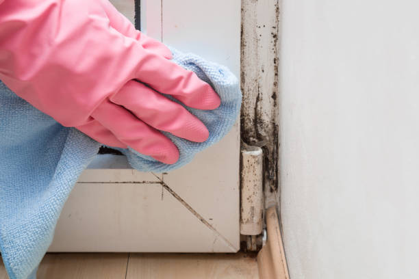 Best Mold Cleaning Services  in Muskegon Heights, MI