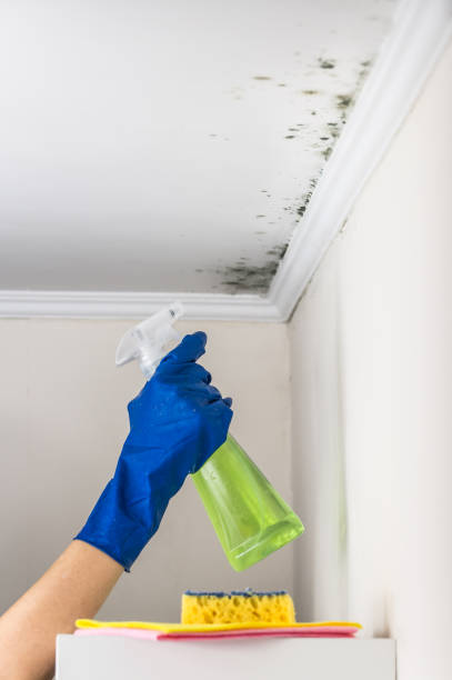 Best Mold Damage Repair  in Muskegon Heights, MI