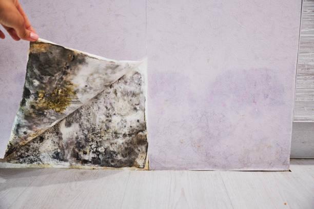 Best Water Damage Restoration  in Muskegon Heights, MI